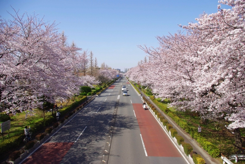 桜並木